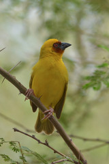 masked weaver