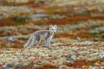 Arctic fox living in the arctic part of Norway, seen in autumn setting.
