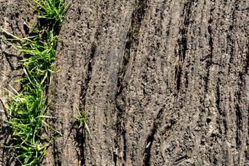 Wood background texture with copy space to right
