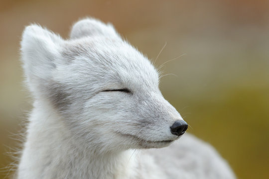Arctic Fox Face Bilder – Durchsuchen 3,419 Archivfotos, Vektorgrafiken ...
