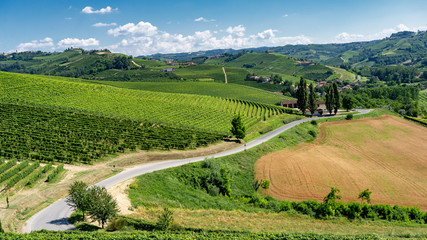 Vineyards near Barbaresco, Cuneo, in Langhe