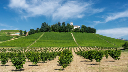 Fototapeta na wymiar Vineyards near Barolo, Cuneo, in Langhe