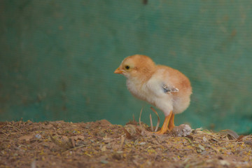 baby chicks