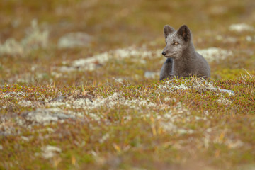 Arctic fox living in the arctic part of Norway, seen in autumn setting.