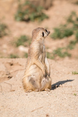 Fototapeta premium Suricata outdoors in nature.