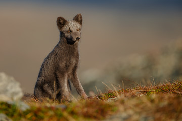 Arctic fox living in the arctic part of Norway, seen in autumn setting.