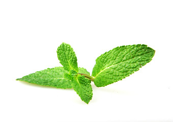 Fresh Mint Leaf Isolated On White Background