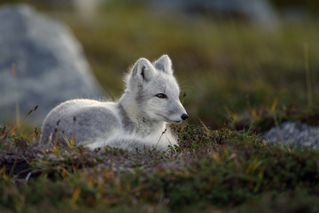 Arctic fox living in the arctic part of Norway, seen in autumn setting.