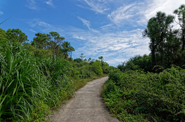 Fototapeta na wymiar road, green jungle and blue sky