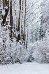 winter forest covered snow
