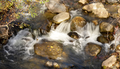 stream in the forest