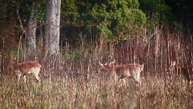 Swamp Deer in Bardia national park, Nepal - specie Cervus duvaucelii family of Cervidae