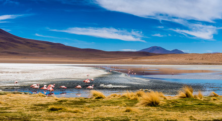 Flamingos at Colorado lagoon