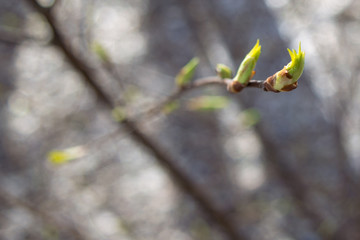Branch of willow with first buds in the spring