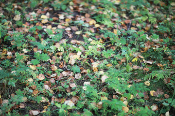 End of summer season in the park