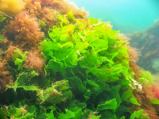 Naklejka na ściany i meble Green vegation in the sea