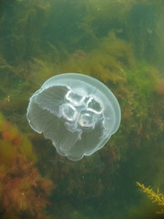Jellyfish in Denmark