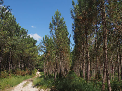 For&ecirc;t landaise - Seignosse