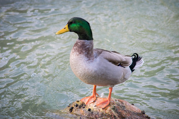 Duck in the middle of a river