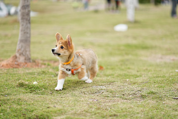 corgi puppy walking on grass