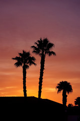 Obraz premium Palm trees on sunrise burning sky