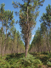 Forêt landaise - Seignosse