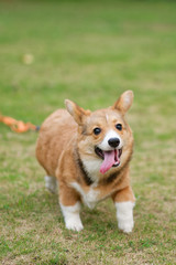 Naklejka na ściany i meble Happy corgi puppy running on grass
