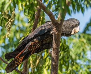 Red Tailed Cockatoo   Western Australia
