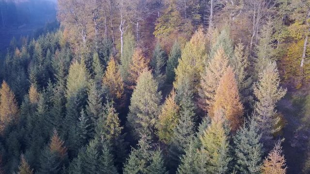 Paysage foret bois wallonie Belgique automne