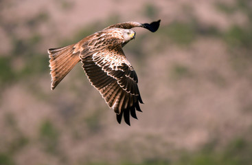Milano real en vuelo