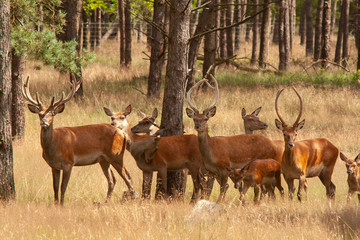 Red Deer,  Cervus elaphus