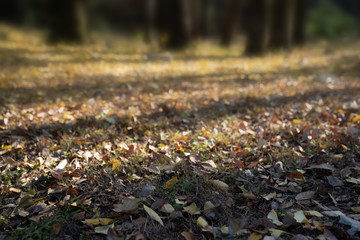 autumn leaves in field