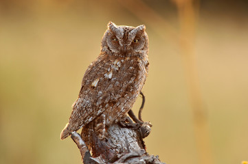 Autillo en su posadero