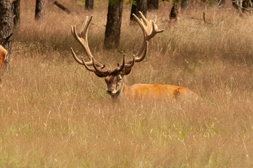 Red Deer,  Cervus elaphus