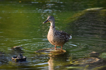 Duck in the middle of the river 2