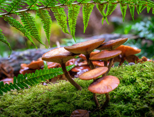 Velvet Shank (Flammulina velutipes)