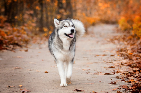 Malamute dog outdoors