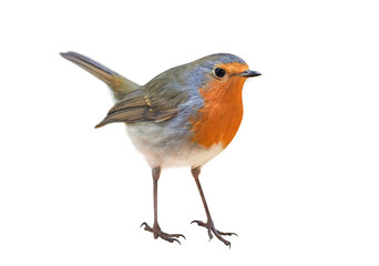 Robin (Erithacus rubecula) isolated on white background