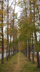 Obraz premium larch in the Park