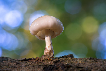 Porcelain Fungus (Oudemansiella mucida)