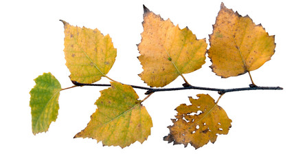 birch leaves autumn (on a branch)