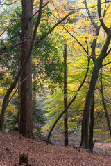 Fototapeta premium Beech Trees in Autumn