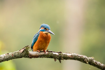 Kingfisher, Alcedo atthis