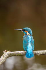 Kingfisher, Alcedo atthis