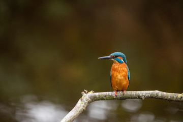 Kingfisher, Alcedo atthis