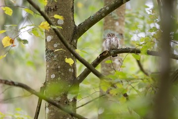 Owls - Pygmy Owl (Glaucidium passerinum)