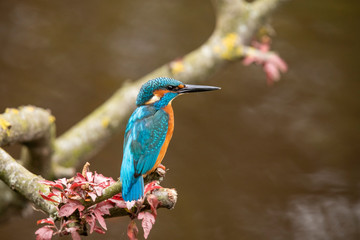 Kingfisher, Alcedo atthis