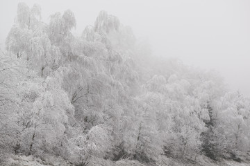 frost in wald