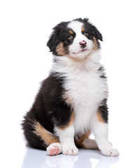 Beautiful happy Australian shepherd puppy dog is sitting frontal and looking up, isolated on white background