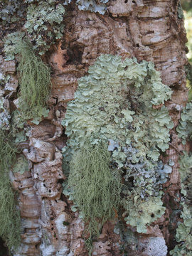 Lichen sur un chêne-liège